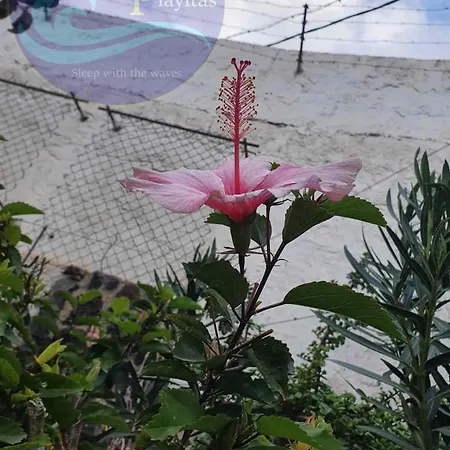 Casa Playitas -clp- Sea View - In 1 Minute Ocean Las Playas